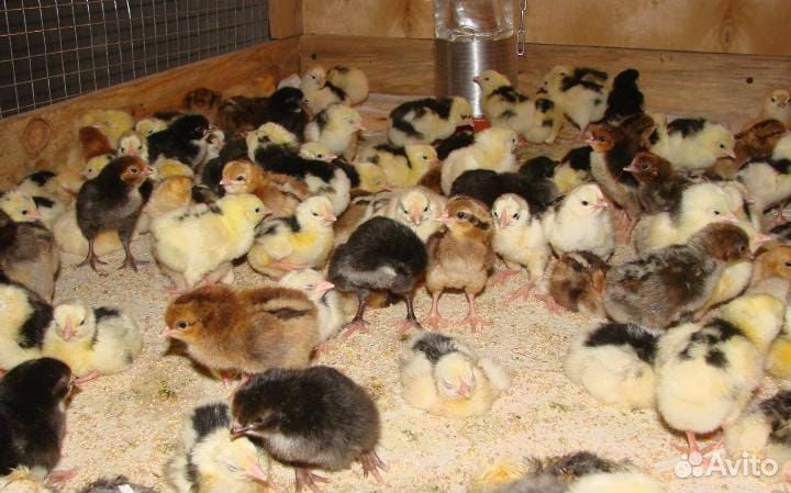 Цыплята