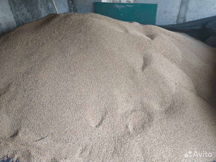 Зерно пшеница