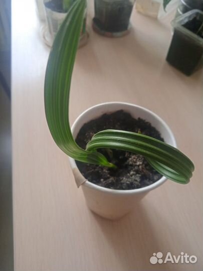 Комнатные цветы