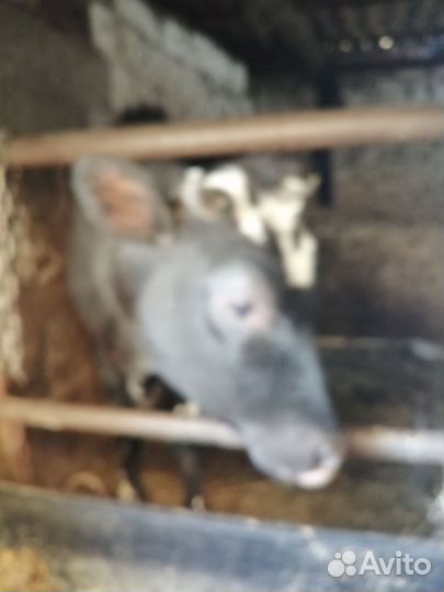 Корова высокоудойная