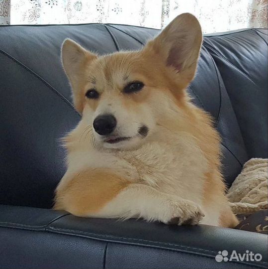 Домашняя передержка собак (вельш-корги)