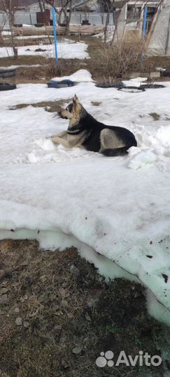 Вязка собак восточно-европейская овчарка