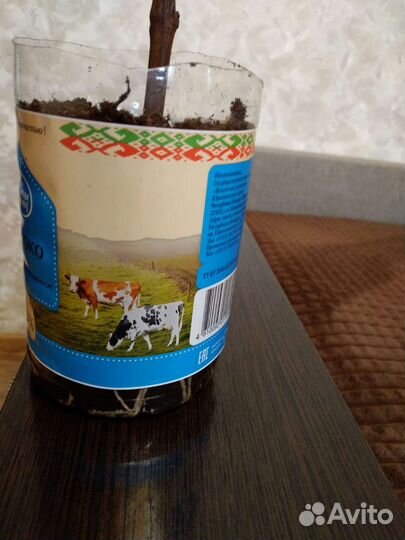 Саженцы винограда