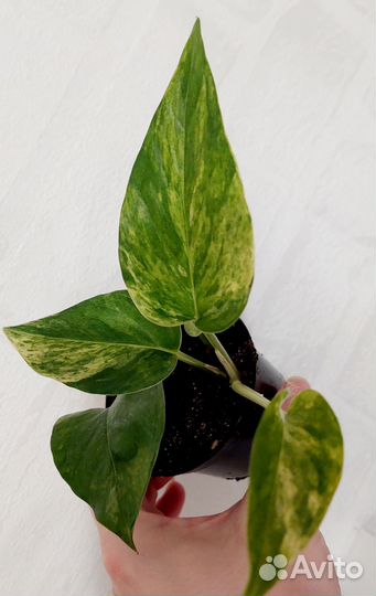 Сциндапсус марбл квин