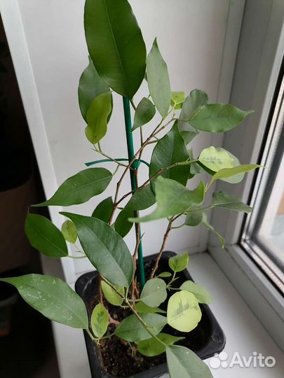 Фикус Бенджамина Даниэль