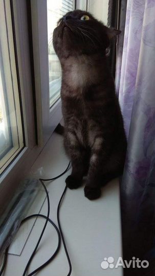Кошка