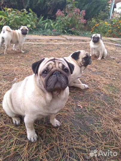 Щенки Мопса