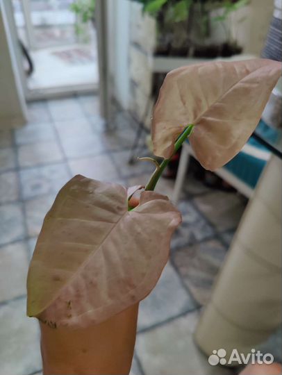 Сингониум ред спот триколор, яичница и т.д