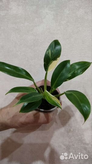 Филодендрон Карамель Марбл вар, Биллитау вар и др