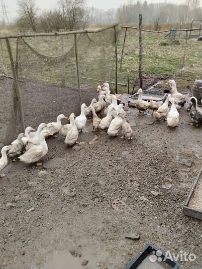 Индюки, утки