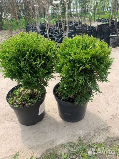 Туя Смарагд ель можевельник