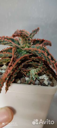 Сортовые алоэ, гибриды