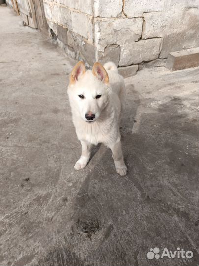 Щенки Западно-сибирской лайки