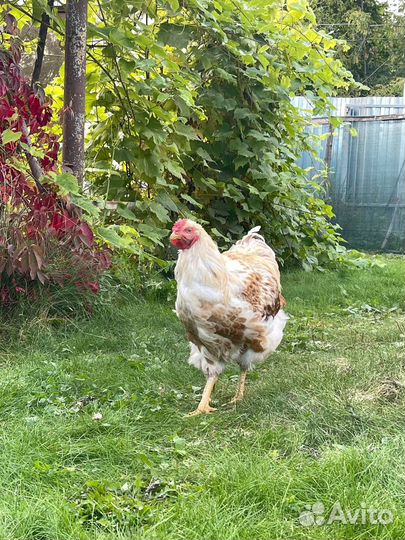 Петух виандот