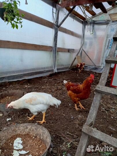 Молодые петухи