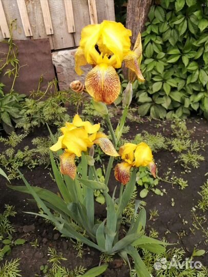 Ирисы в ассортименте