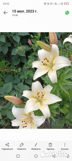 Малина саженцы, лилия белая