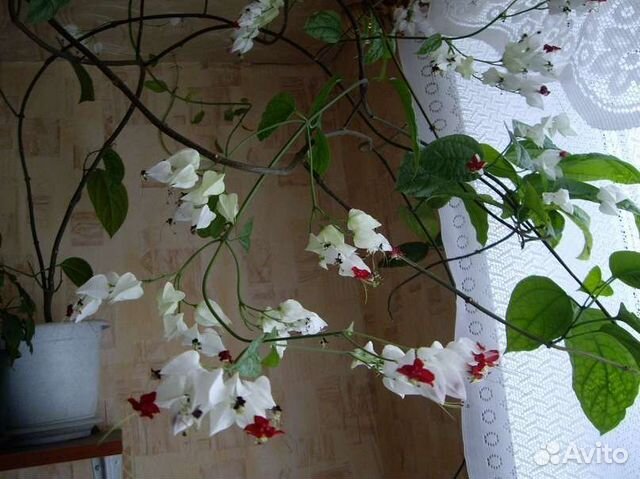 Клеродендрум Томпсона