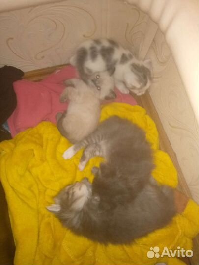 Котята в добрые руки