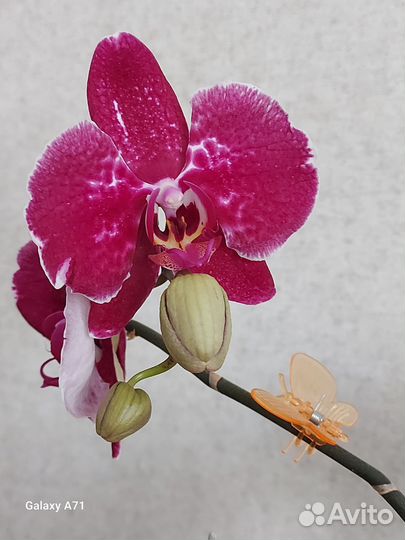 Орхидея фаленопсис
