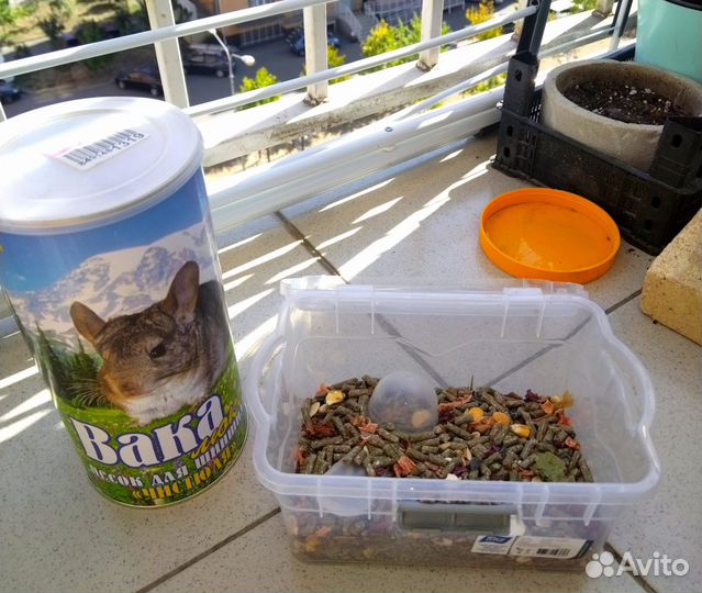 Шиншилла с клеткой