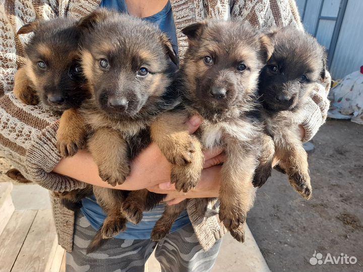 Щенки немецкой овчарки