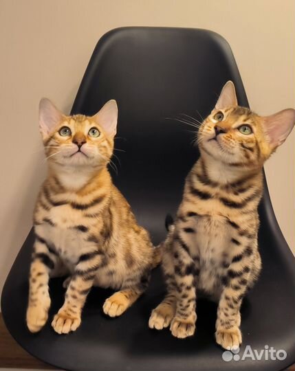 Бенгальская кошечка