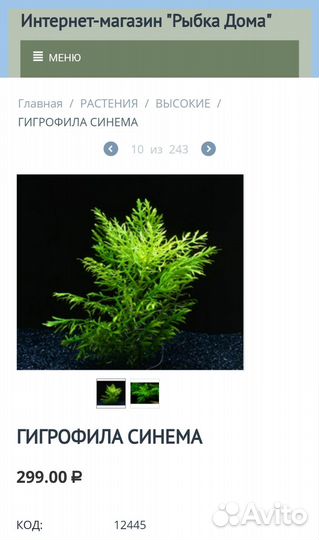 Гигрофила синема Аквариумные растения