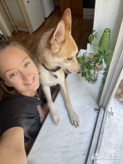 Передержка собак