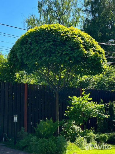 Уход за садом