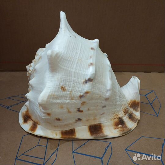 Ракушка морская большая