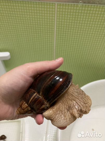 Улитки виноградные