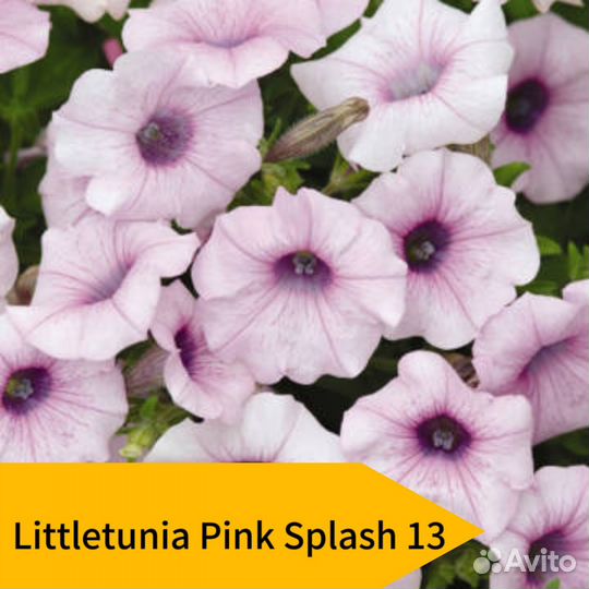 Вегетативная петуния