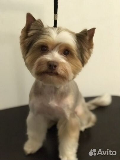 Профессиональная стрижка собак