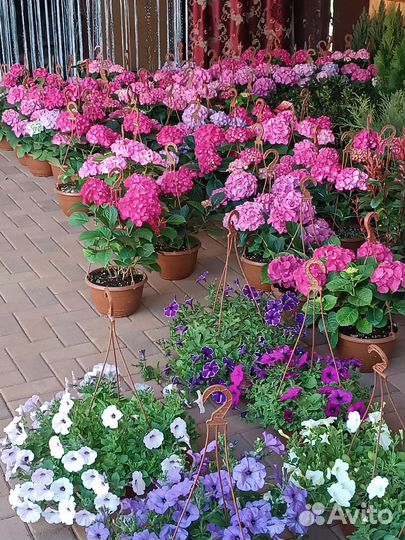 Растения цветы для сада