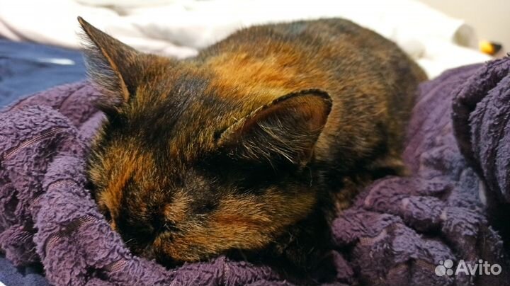 Кошка ищет хозяина