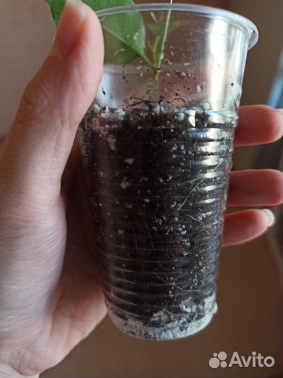 Фикус бенджамина