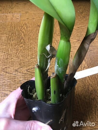 Орхидея каттлея Blc.Mahina Yahiro 'Ulii'