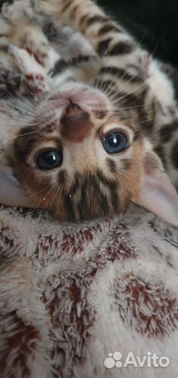 Ласковые и послушные тигрята