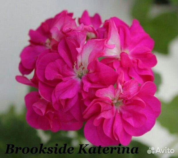 Пеларгонии сортовые