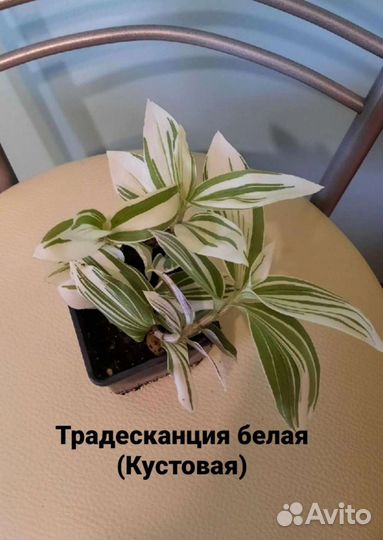 Традесканции Разные