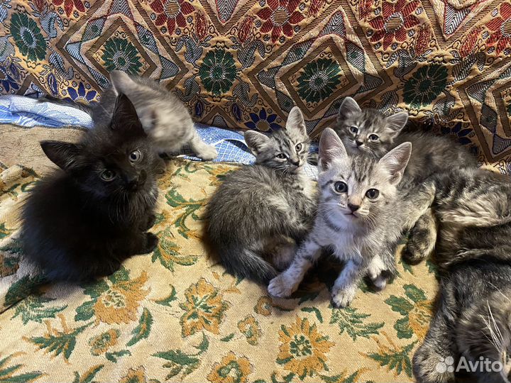 Котята в добрые руки