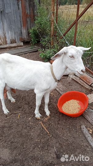 Коза Заанубийская