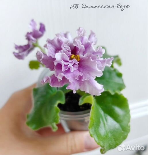 Сортовые фиалки