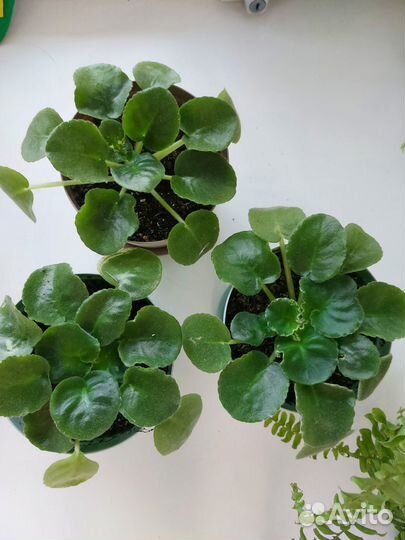 Детки сортовых фиалок