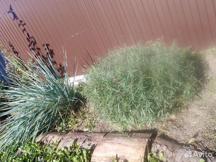 Ива пурпурная