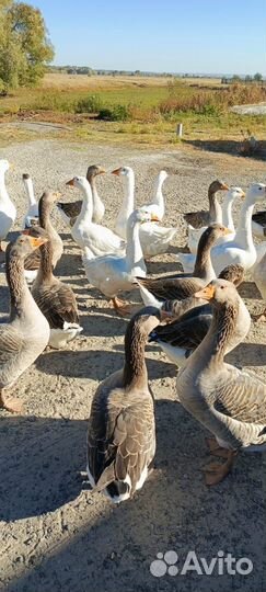 Гусиное мясо