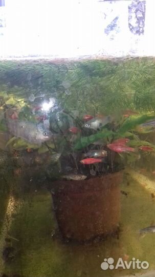 Аквариумные рыбки