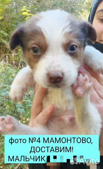 Щенки в добрые руки