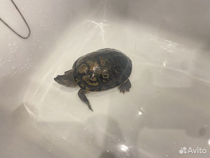 Отдам красноухою черепаху в хорошие руки